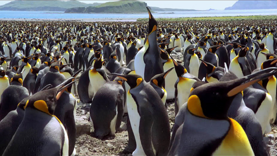 Король пингвинов 3D – афиша
