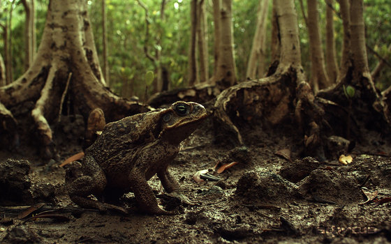 Тростниковые жабы: Оккупация 3D – афиша