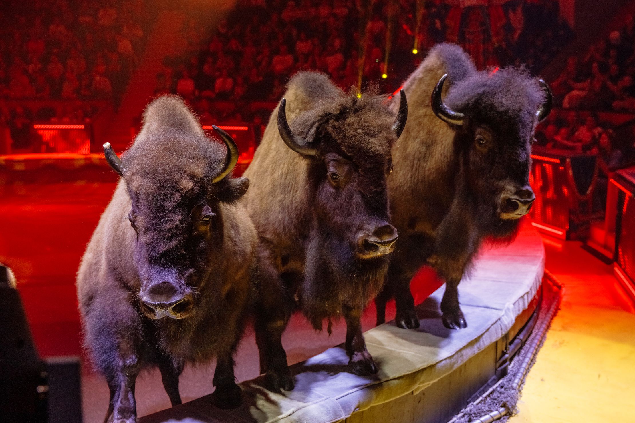 5 континентов – афиша