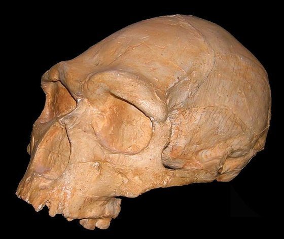 10 черепов, которые потрясли мир – афиша