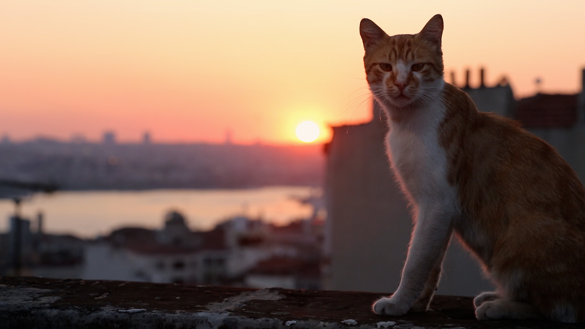 Sex in cat in Istanbul