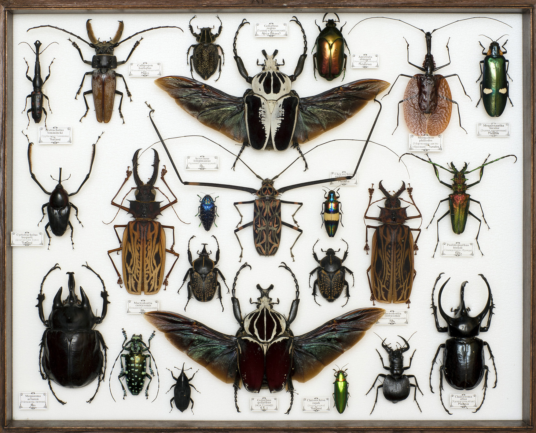 Эстетика и богатство мира насекомых – афиша