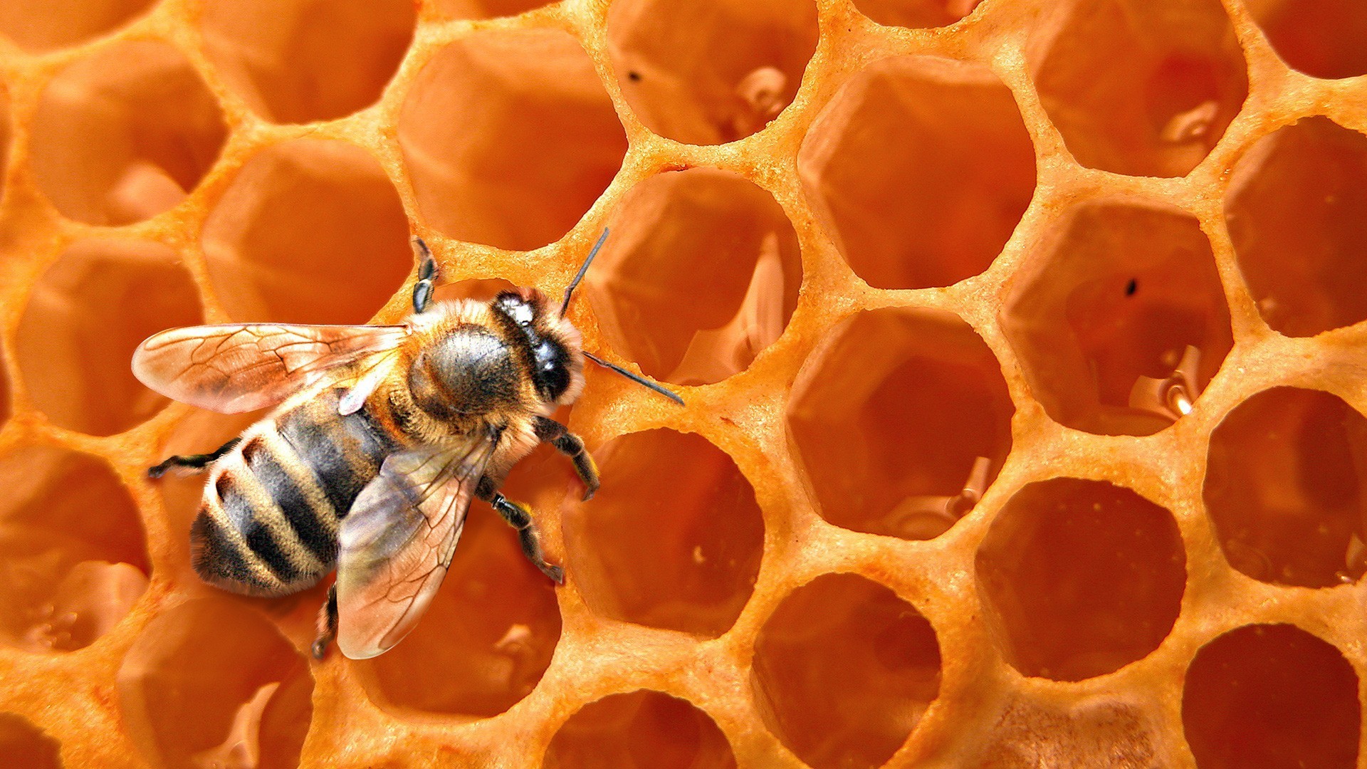 Исчезновение пчел – афиша