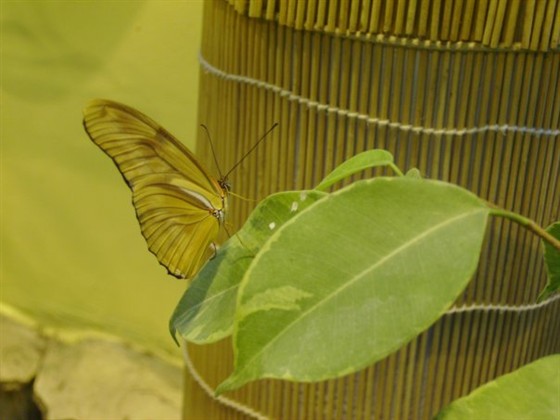 Дом бабочек – афиша
