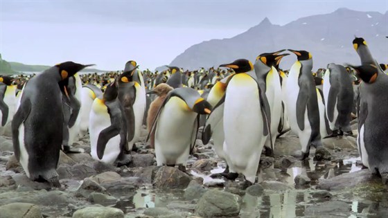 Король пингвинов 3D – афиша