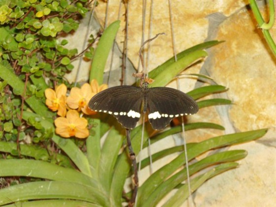 Дом бабочек – афиша