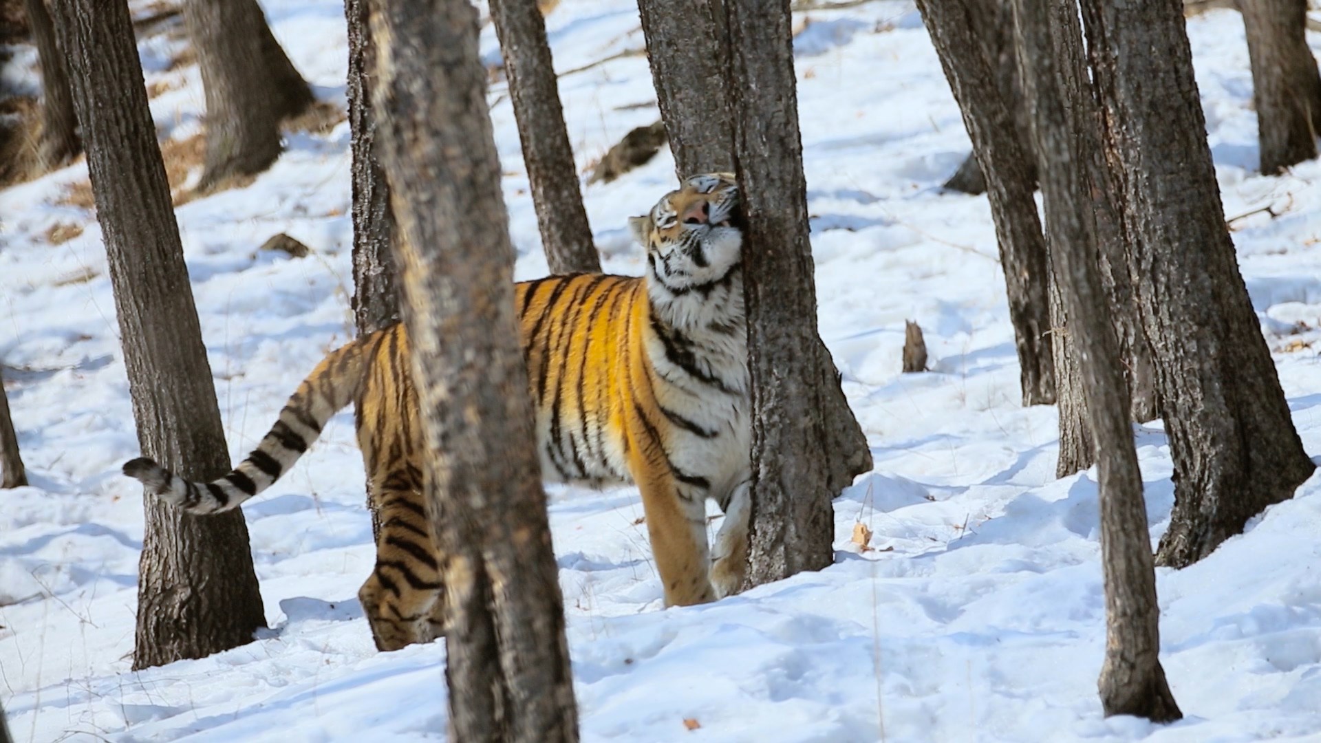 Амурский тигр. Путь к священной горе – афиша