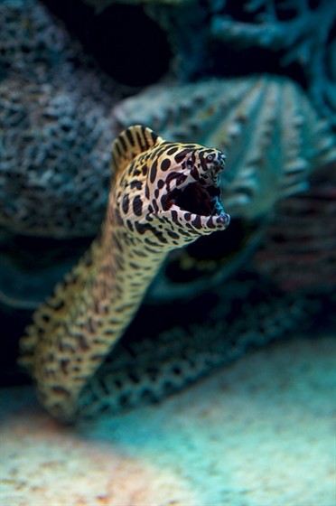 Океанариум — Морской аквариум на Чистых прудах – афиша