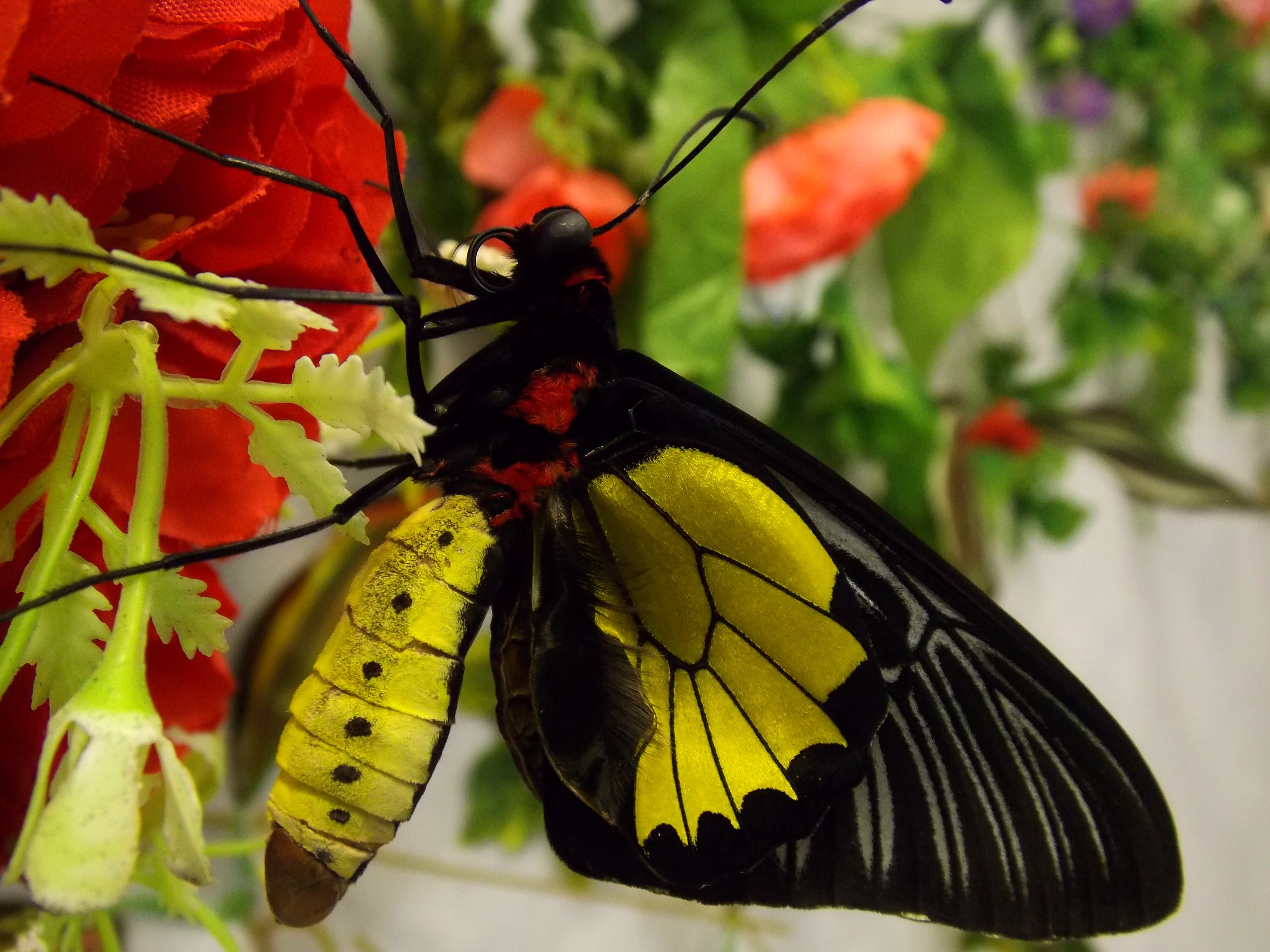 Живые тропические бабочки – афиша